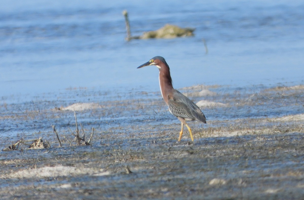 Green Heron - ML620563856