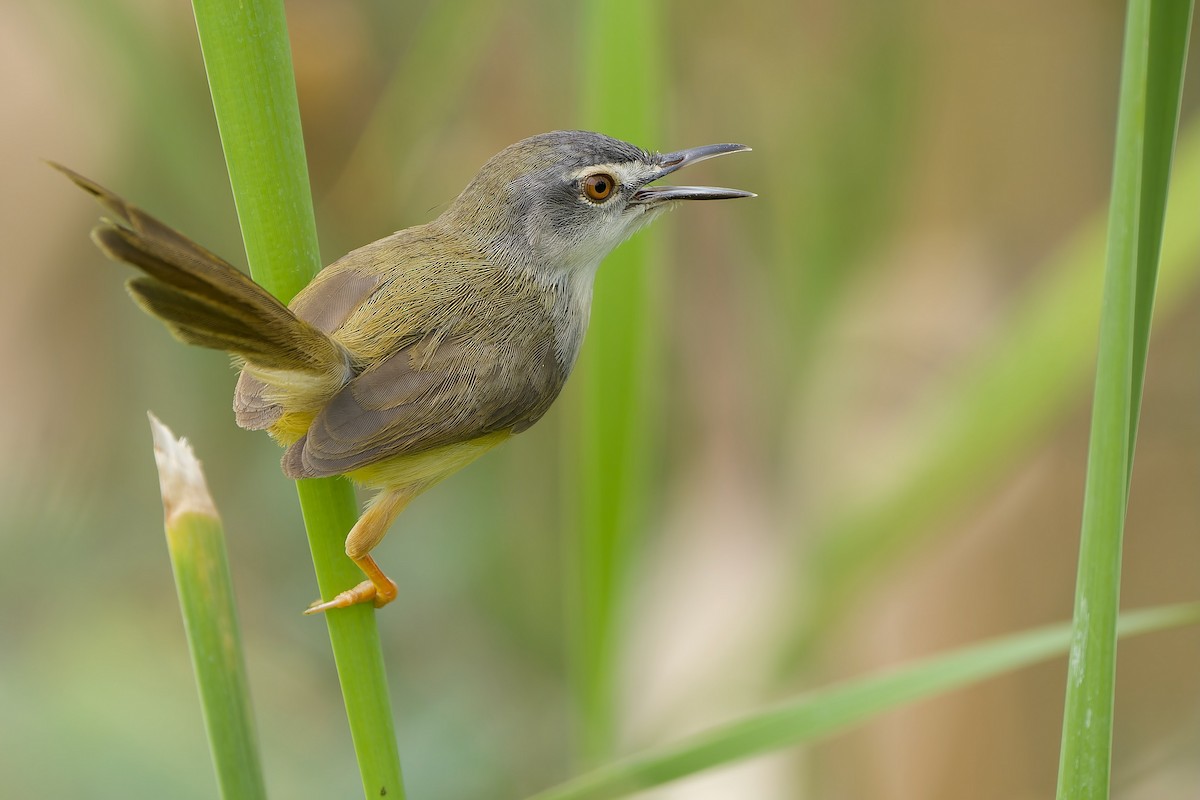 Prinia à ventre jaune (groupe flaviventris) - ML620563859