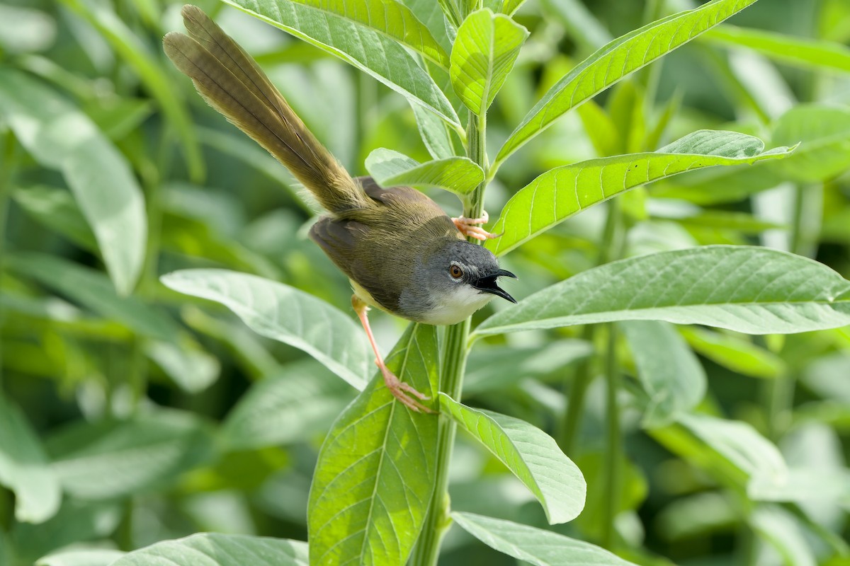 Prinia à ventre jaune (groupe flaviventris) - ML620563860