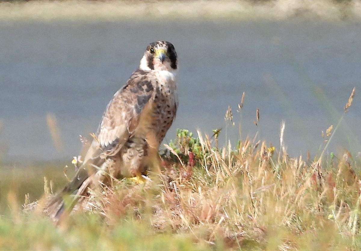 Peregrine Falcon - ML620563861