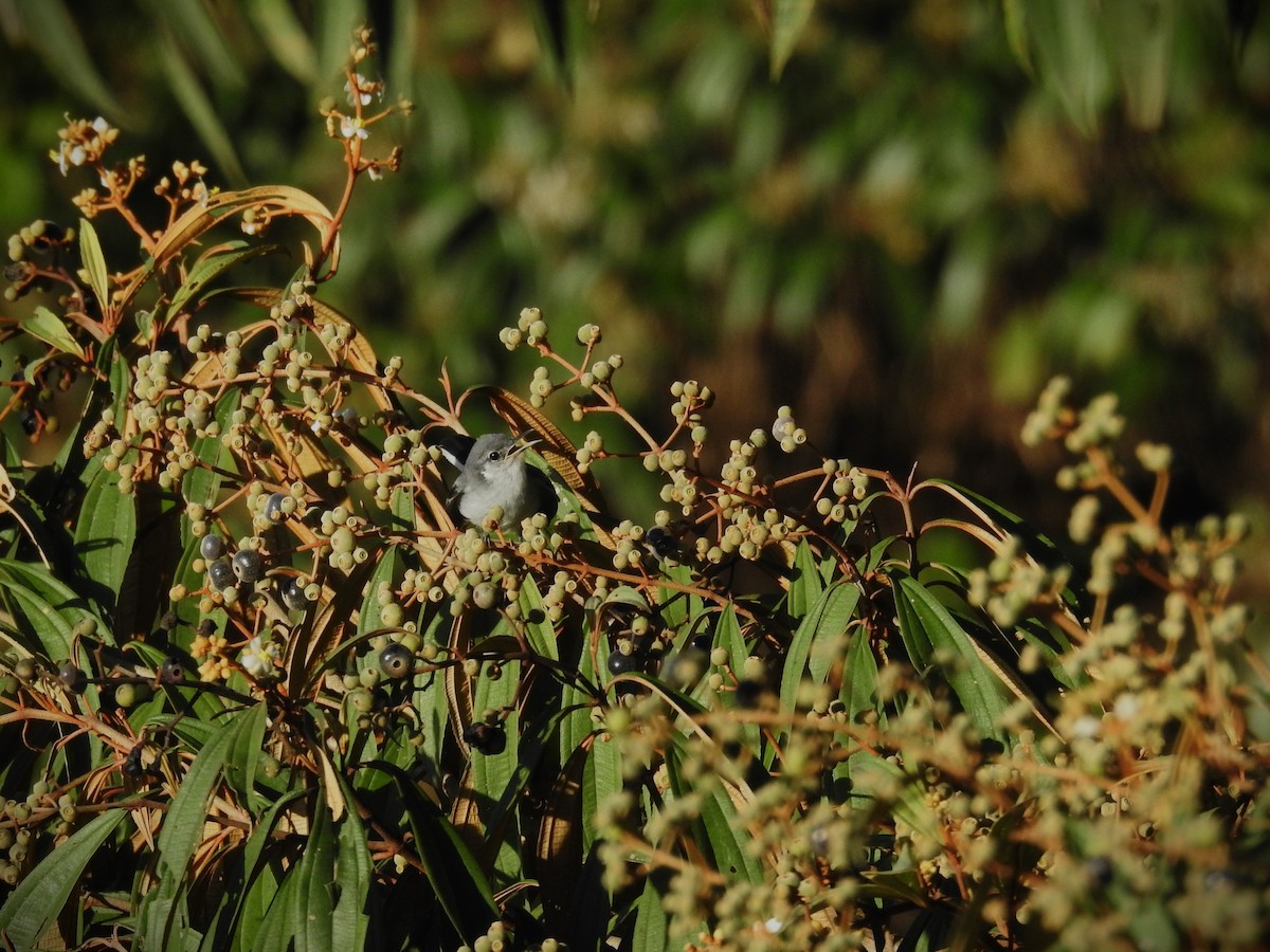 Gobemoucheron à sourcils blancs - ML620563863