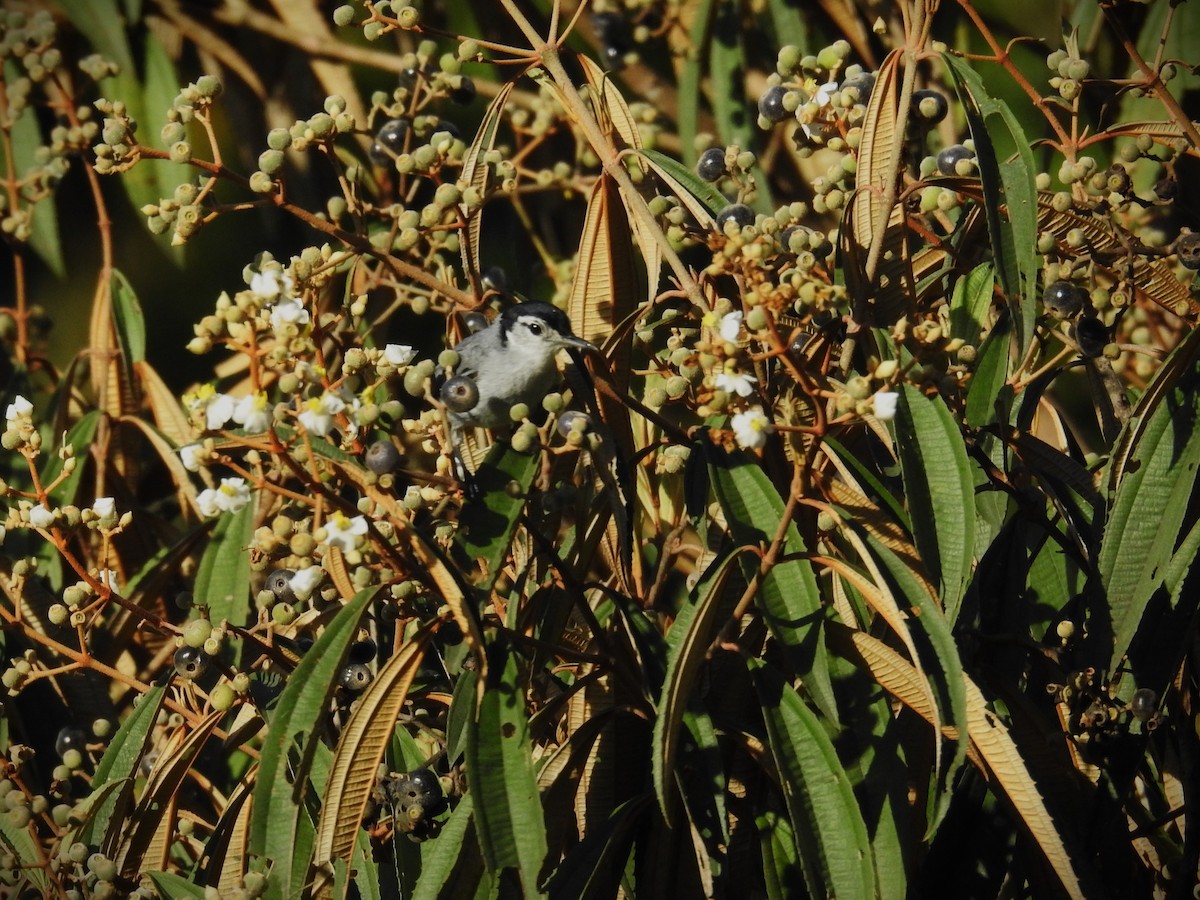 White-browed Gnatcatcher - Michael Weisensee