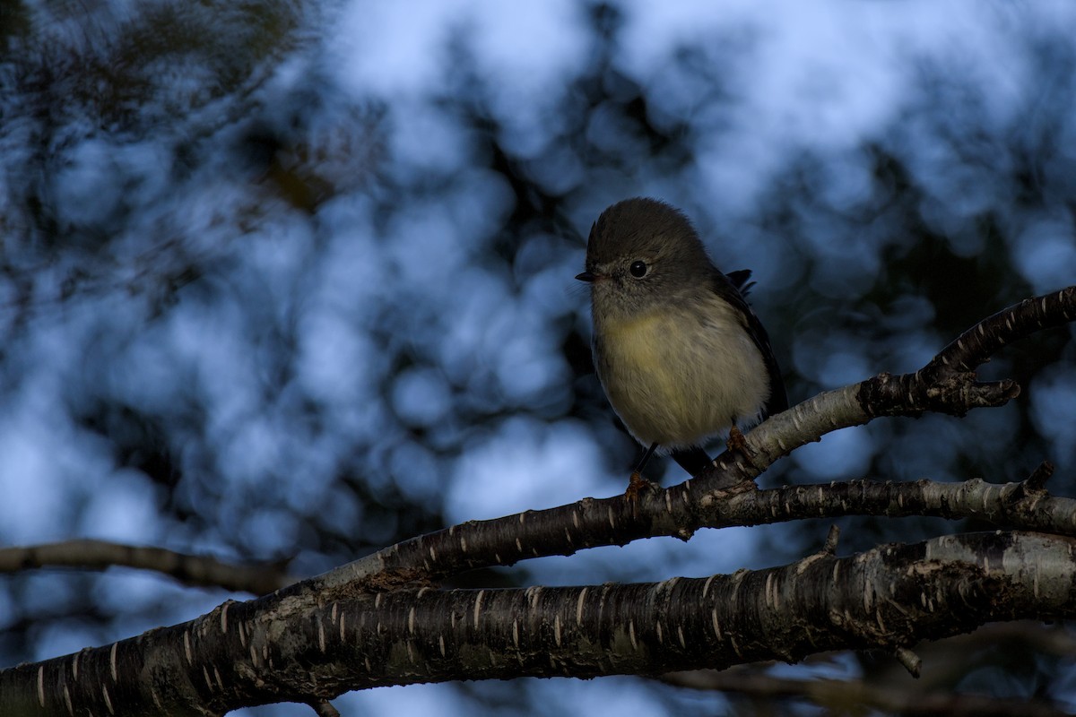 Tomtit Bülbülü - ML620563870