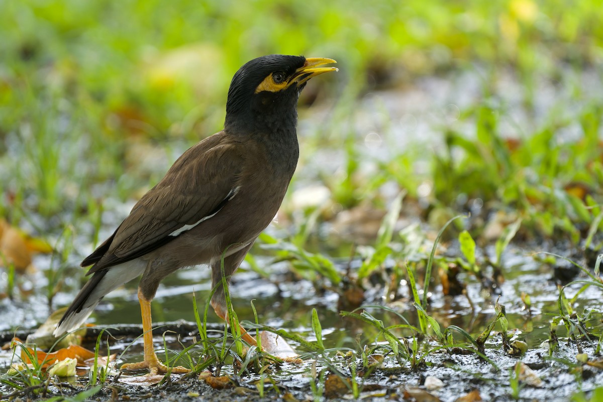 Common Myna - ML620563872