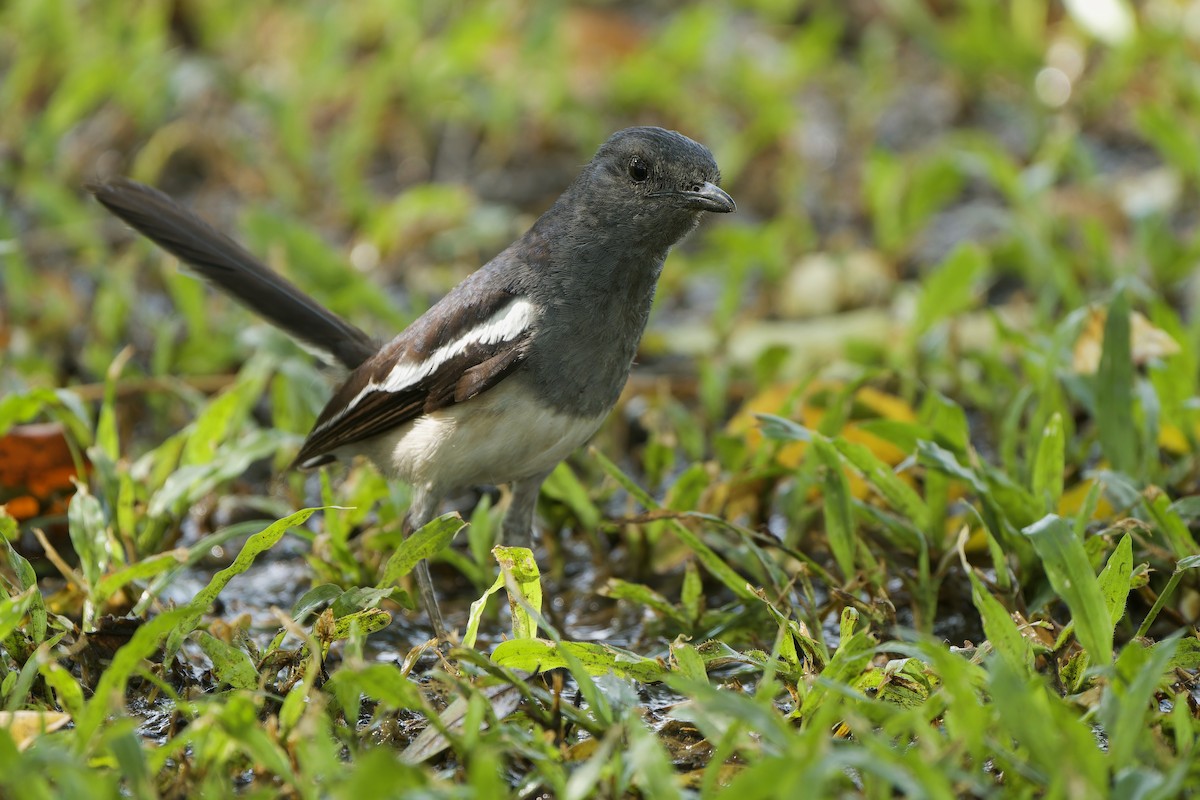 Oriental Magpie-Robin (Oriental) - ML620563874