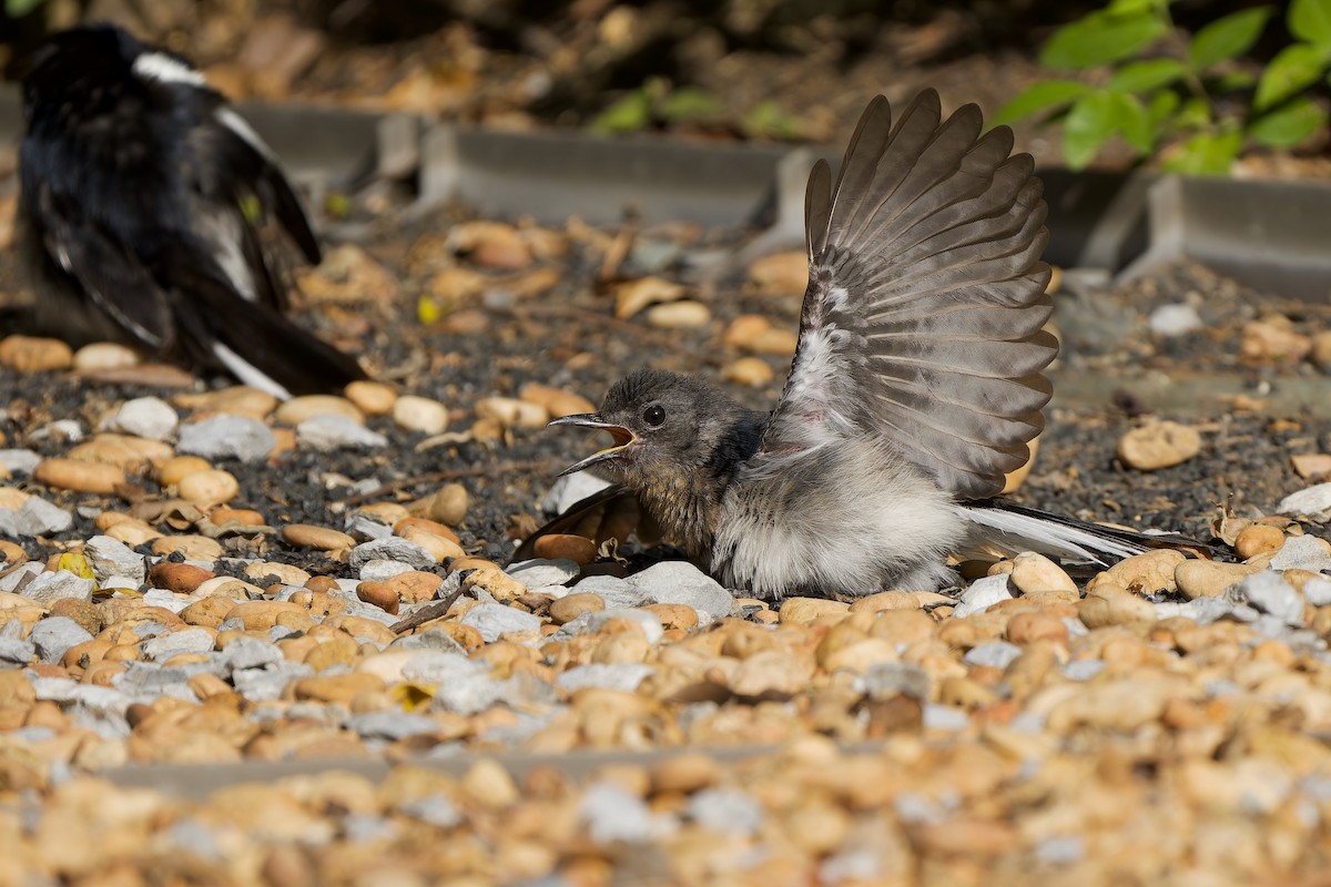 Oriental Magpie-Robin (Oriental) - ML620563875