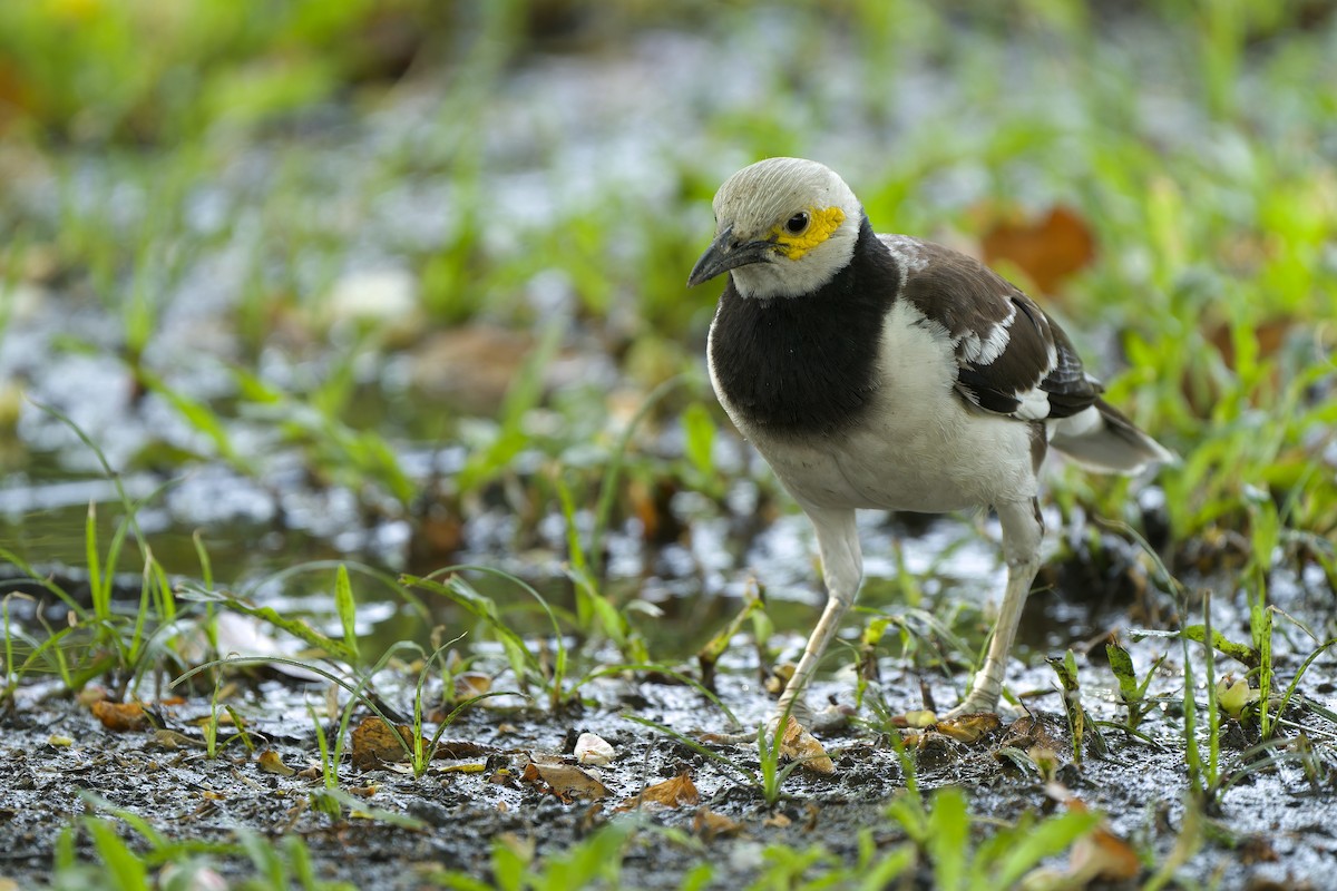 Black-collared Starling - ML620563876