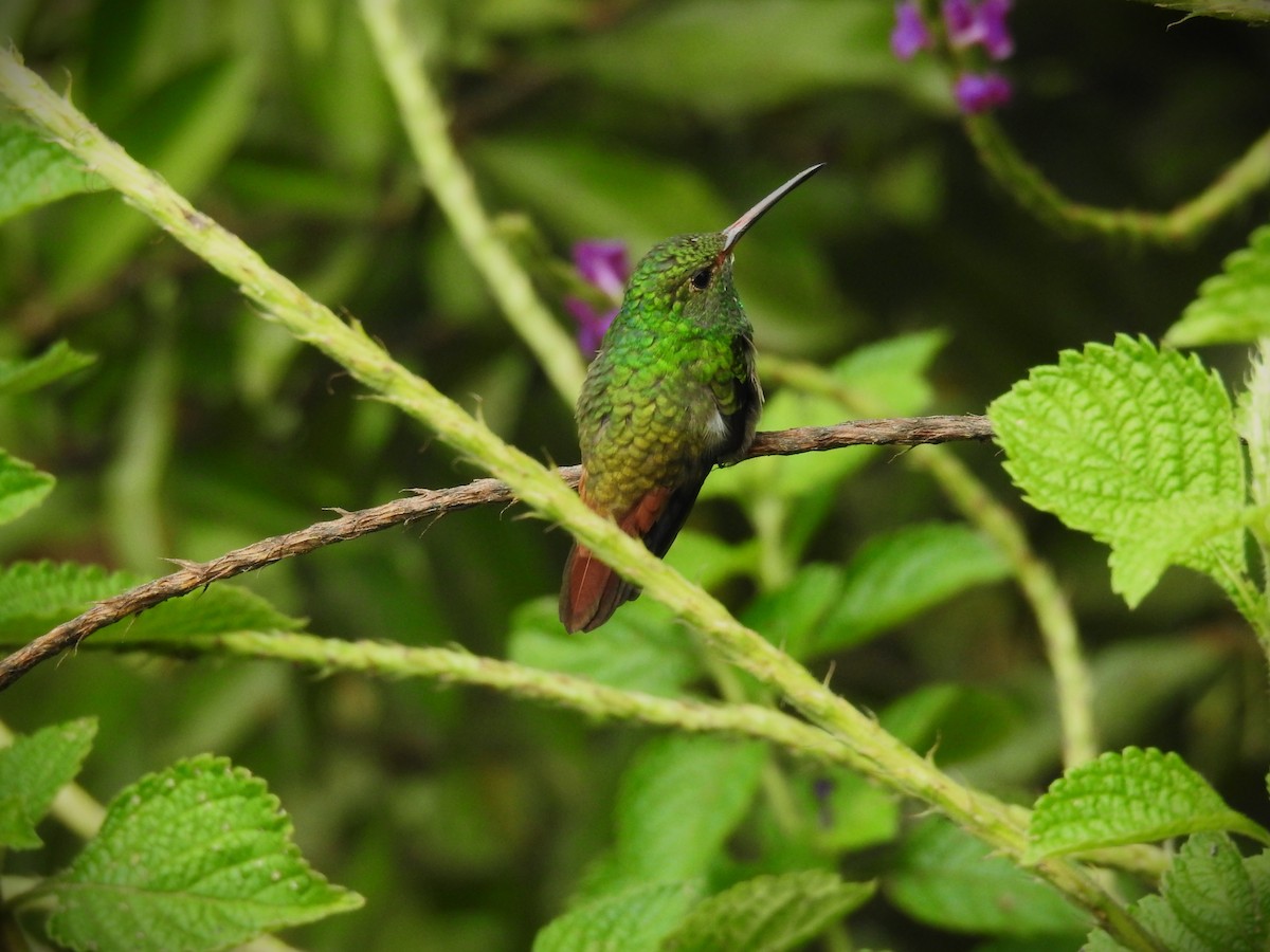 Rufous-tailed Hummingbird - ML620563880