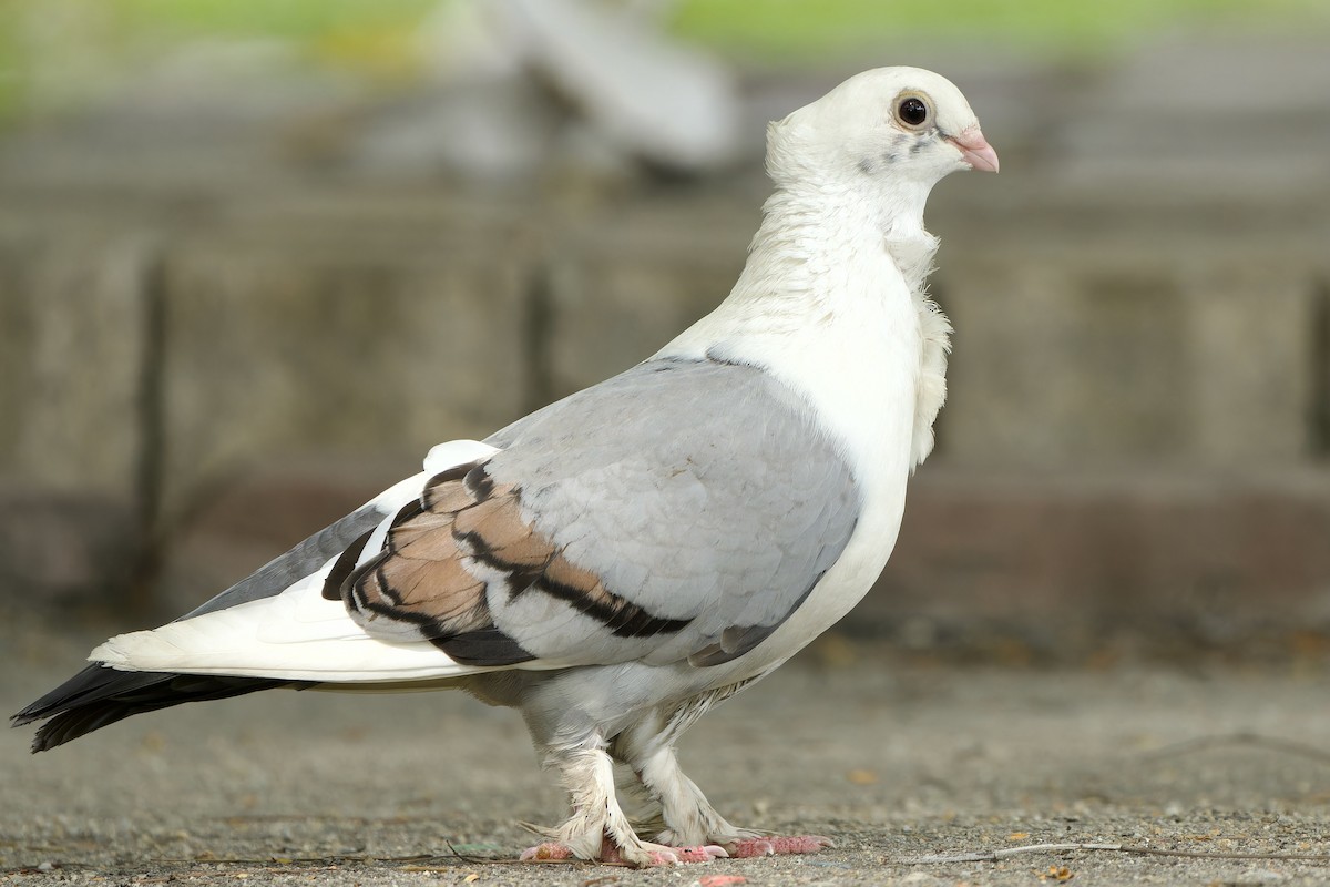 Rock Pigeon (Feral Pigeon) - ML620563881