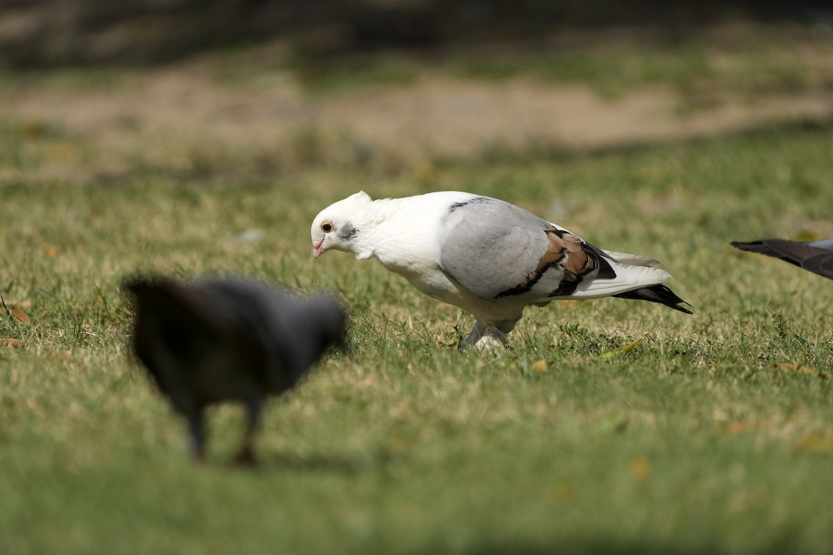 Rock Pigeon (Feral Pigeon) - ML620563882
