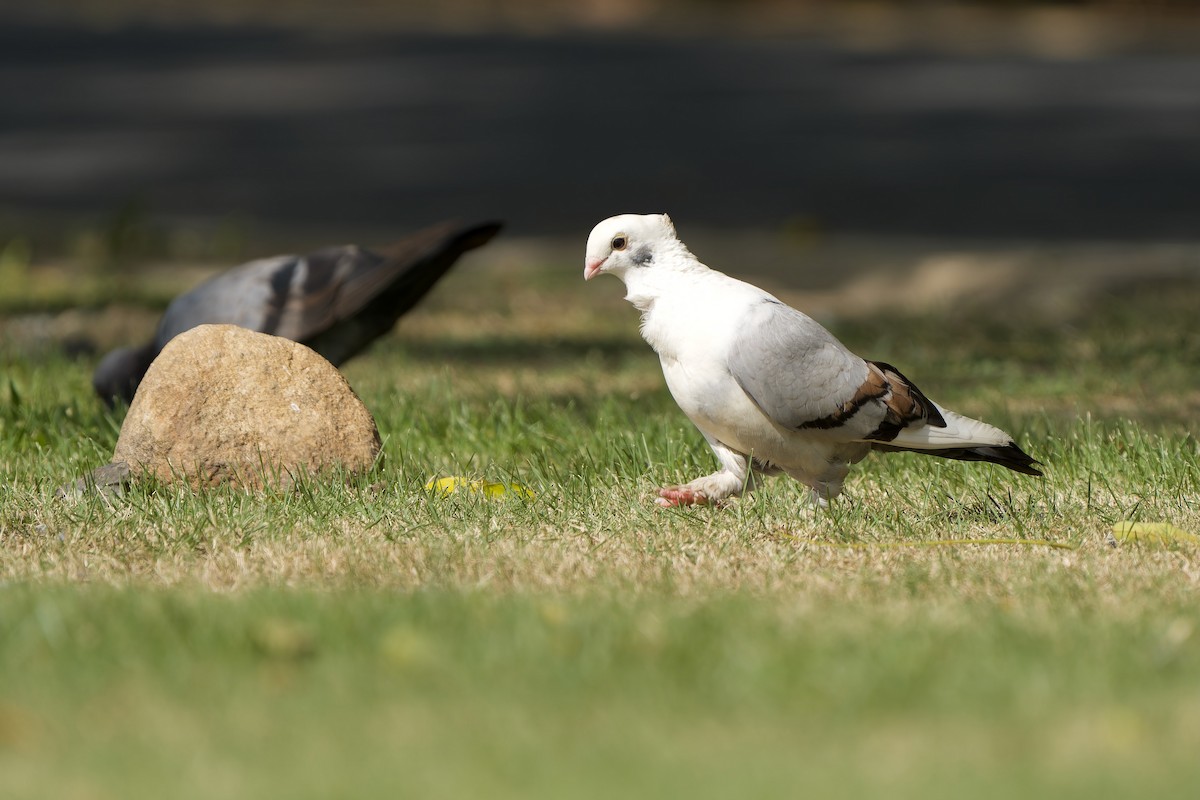 Rock Pigeon (Feral Pigeon) - ML620563883