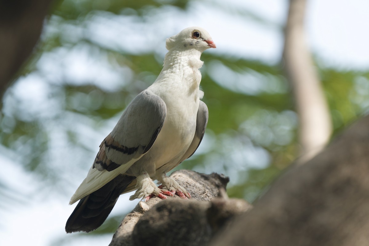 Rock Pigeon (Feral Pigeon) - ML620563884