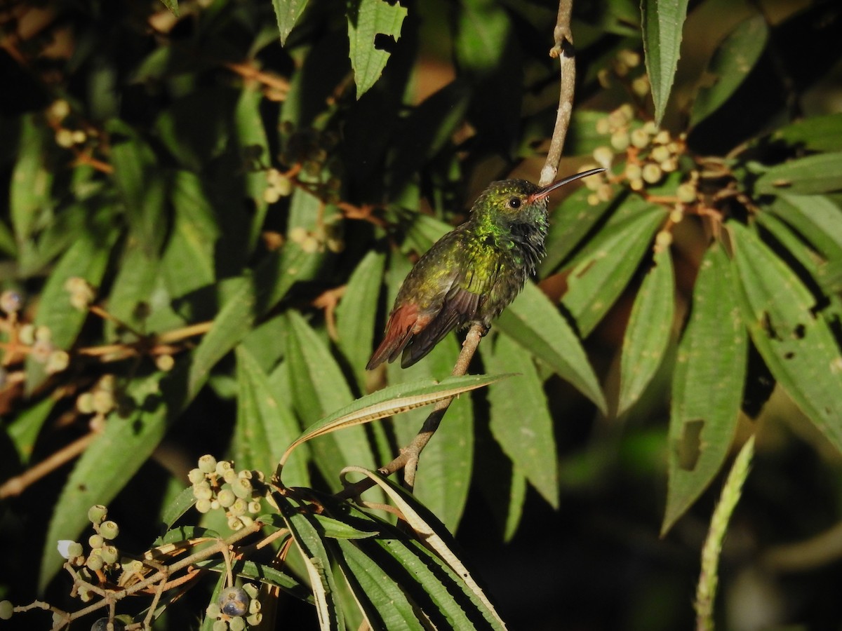 Rufous-tailed Hummingbird - ML620563885