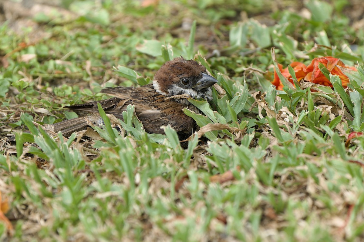 Eurasian Tree Sparrow - Sam Hambly