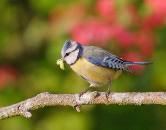 Eurasian Blue Tit - ML620563890