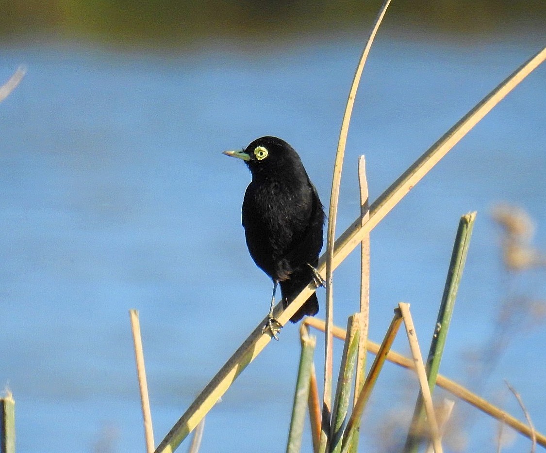 Spectacled Tyrant - ML620563893