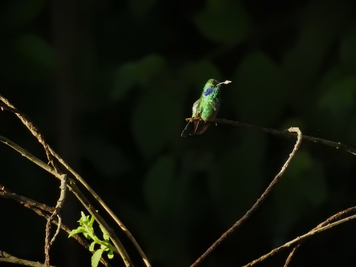kolibřík modrouchý - ML620563895