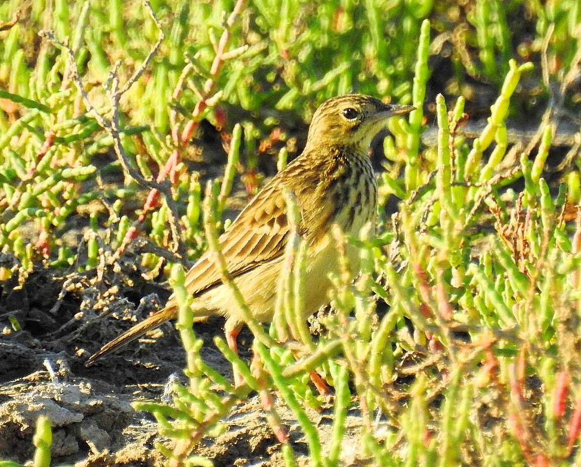 Yellowish Pipit - ML620563896