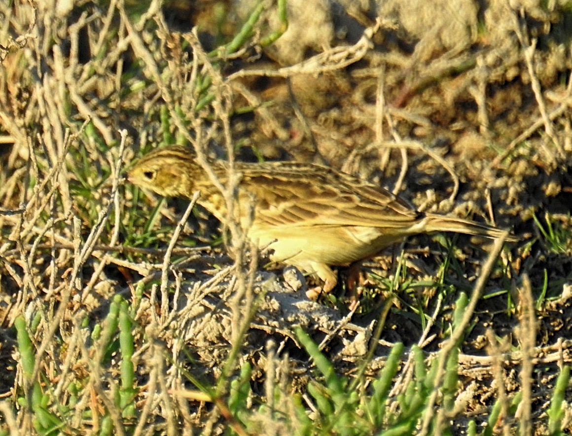 Yellowish Pipit - ML620563897