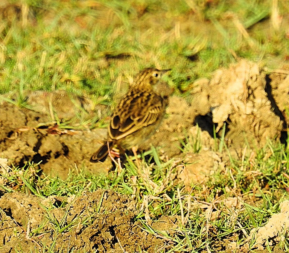 Yellowish Pipit - ML620563898