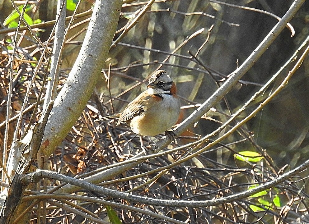 Rufous-collared Sparrow - ML620563900