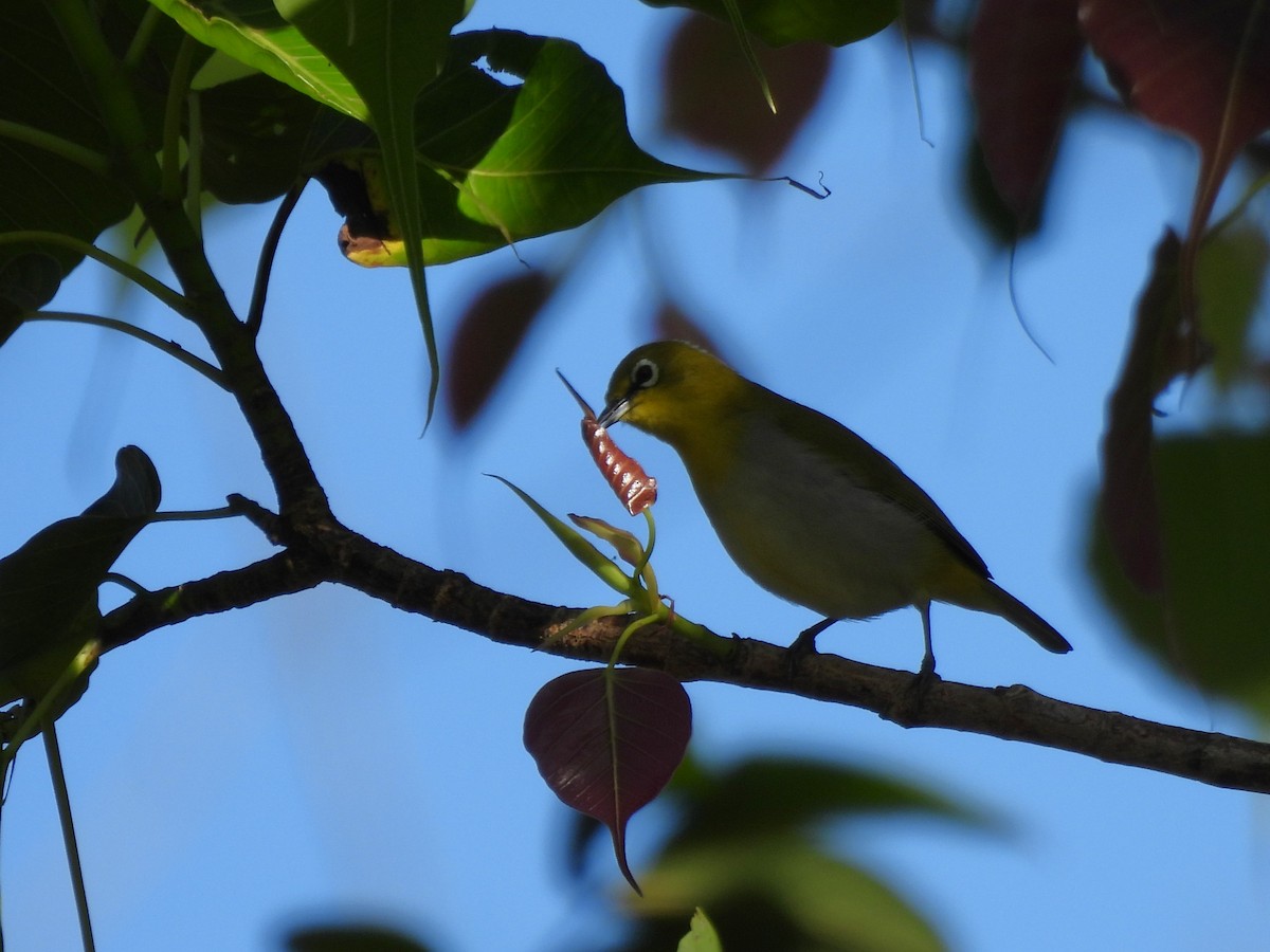 Sri Lanka White-eye - ML620563903