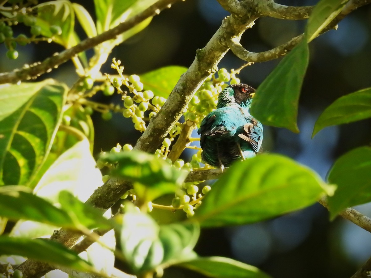 Green Honeycreeper - ML620563906