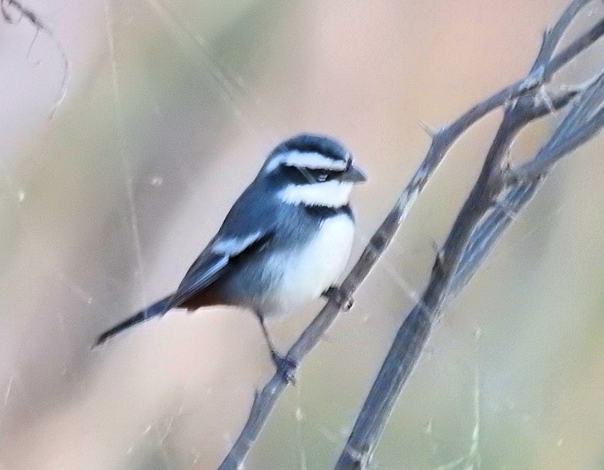 Ringed Warbling Finch - ML620563907