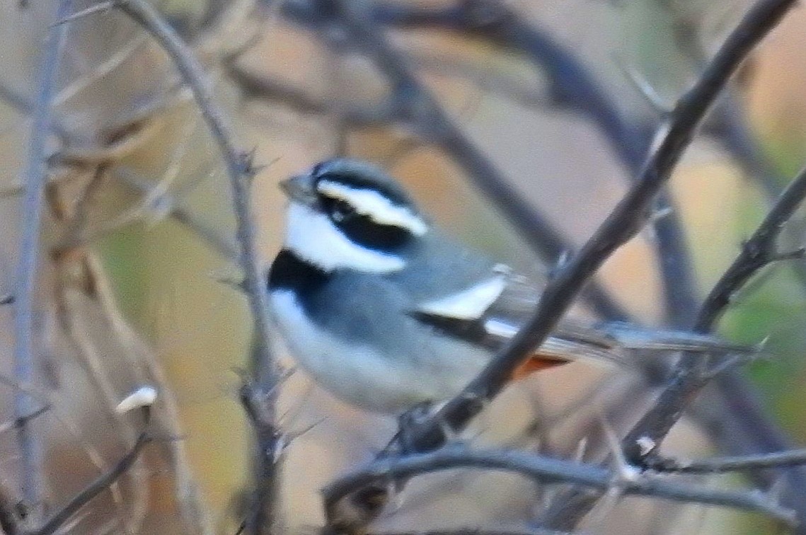 Ringed Warbling Finch - ML620563908