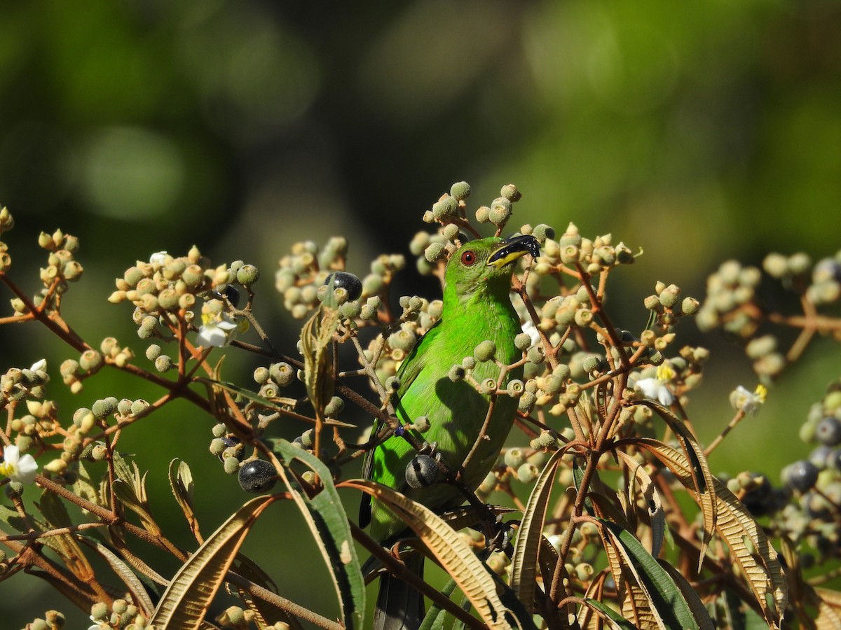 Green Honeycreeper - ML620563909