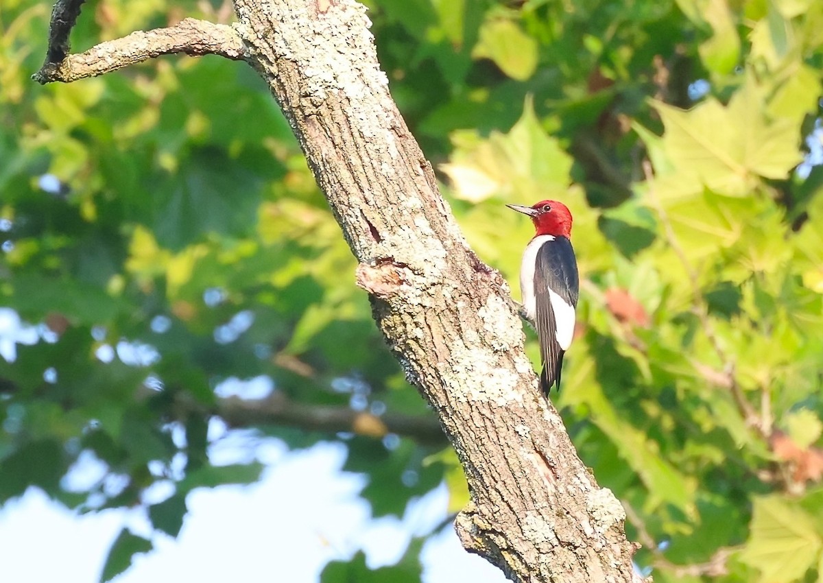 Red-headed Woodpecker - ML620563911