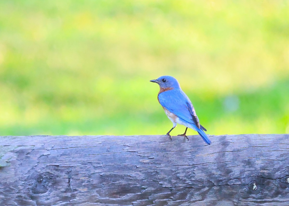 Eastern Bluebird - ML620563912