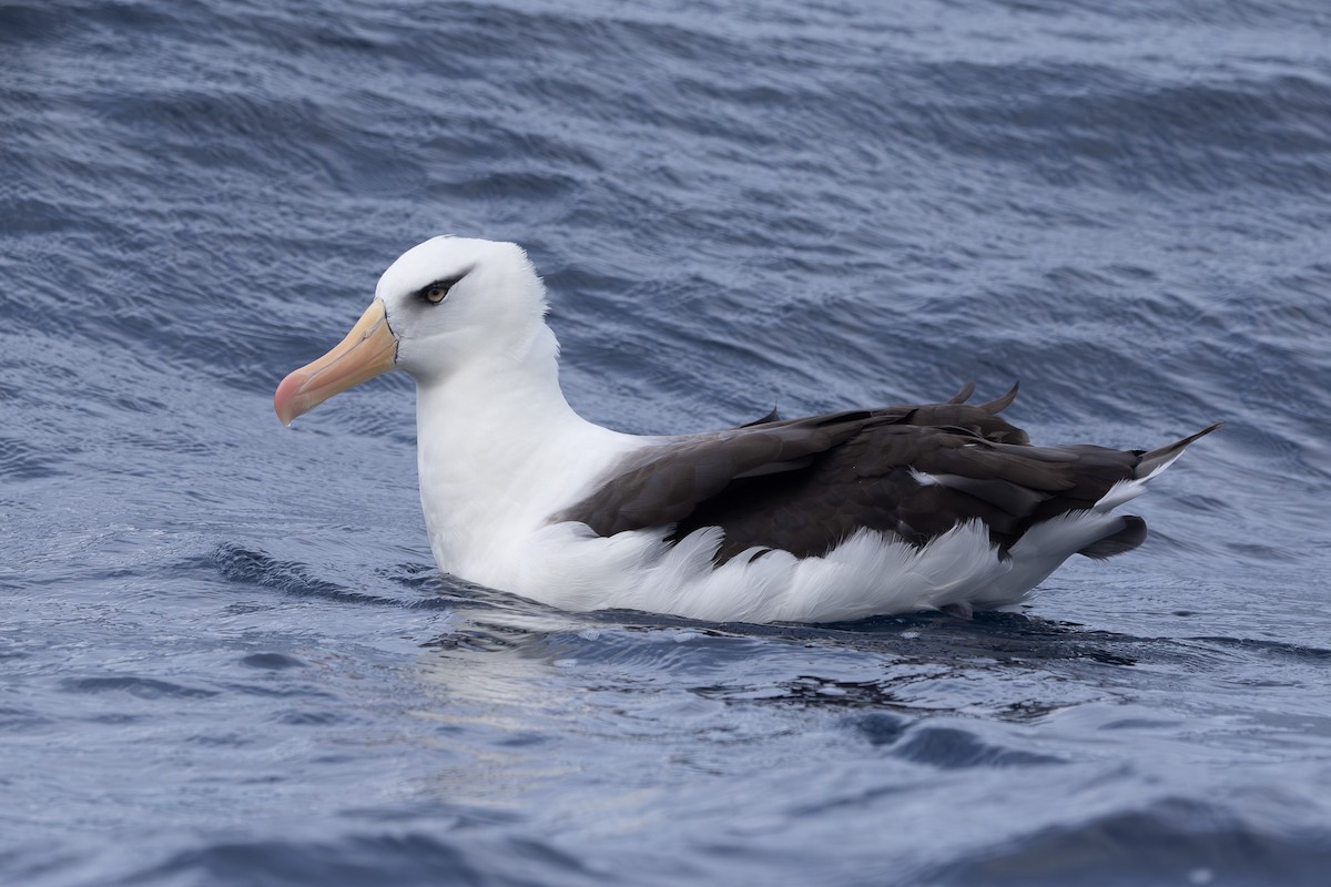 Kara Kaşlı Albatros (impavida) - ML620563914