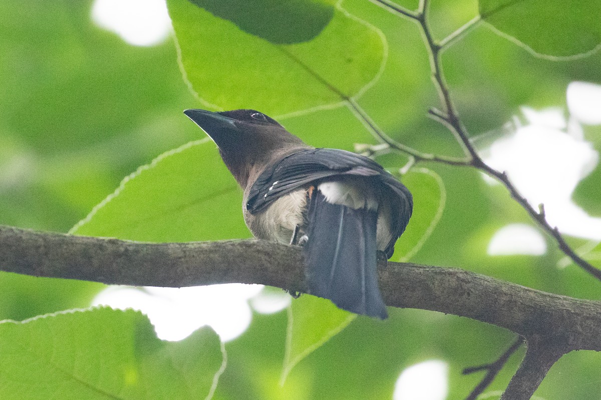 Gray Treepie - ML620563916