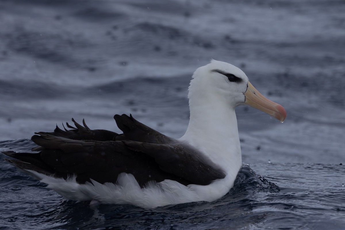 svartbrynalbatross (melanophris) - ML620563918