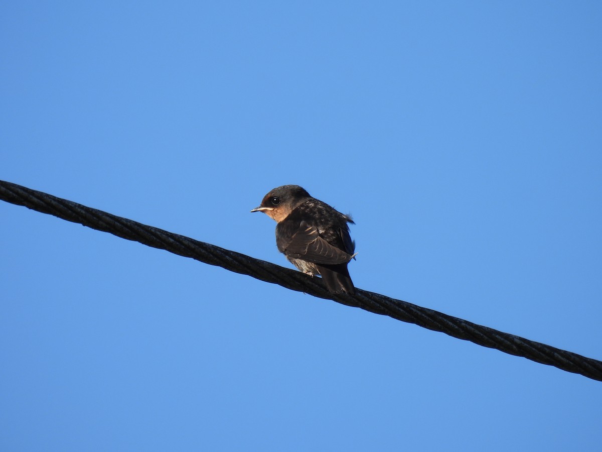 Golondrina de Cabaña - ML620563920