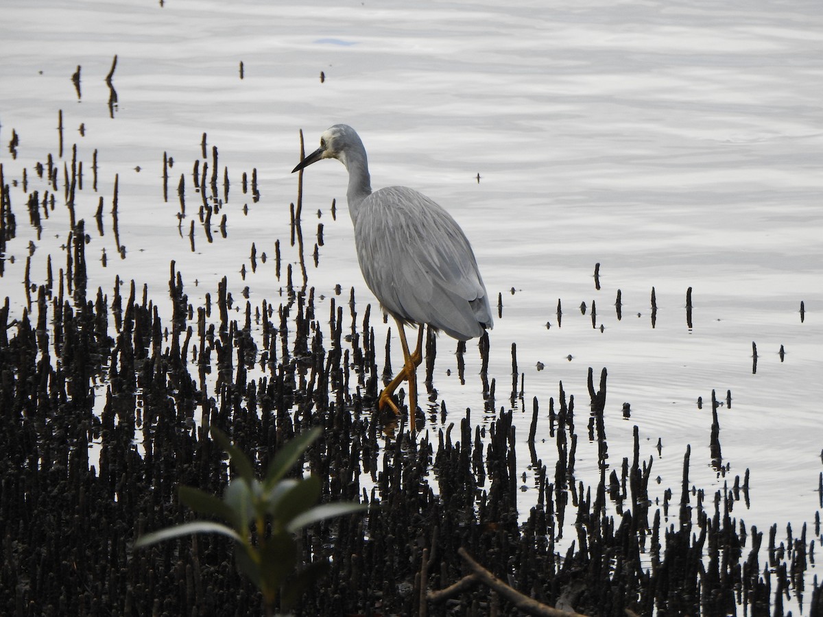 White-faced Heron - ML620563928