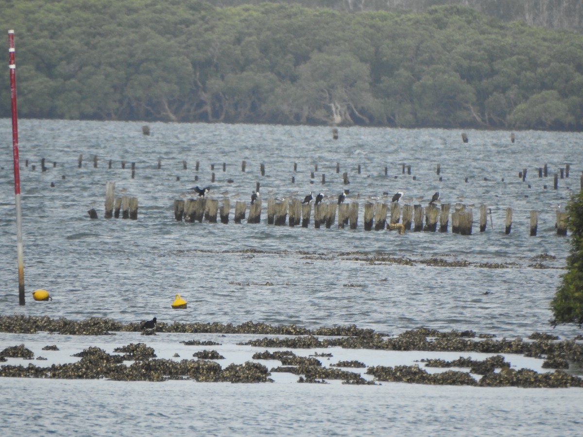 Pied Cormorant - ML620563930