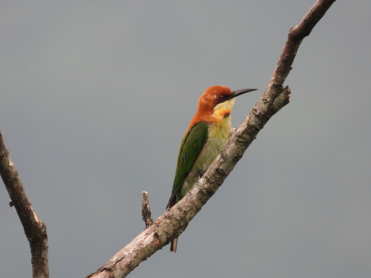 Chestnut-headed Bee-eater - ML620563932