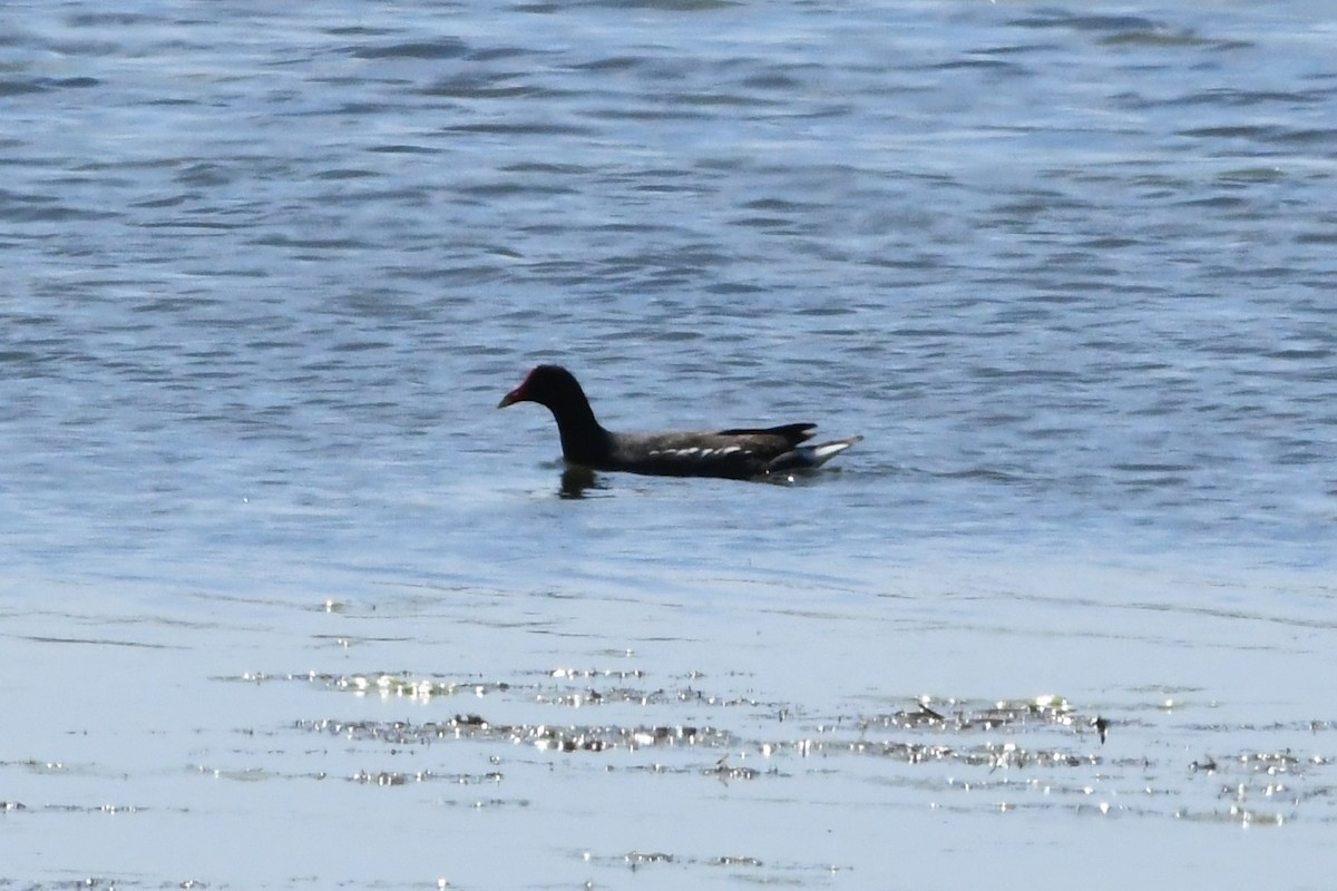 Common Gallinule - ML620563934