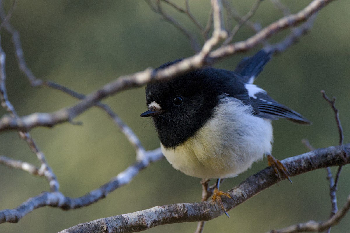 Tomtit - ML620563936