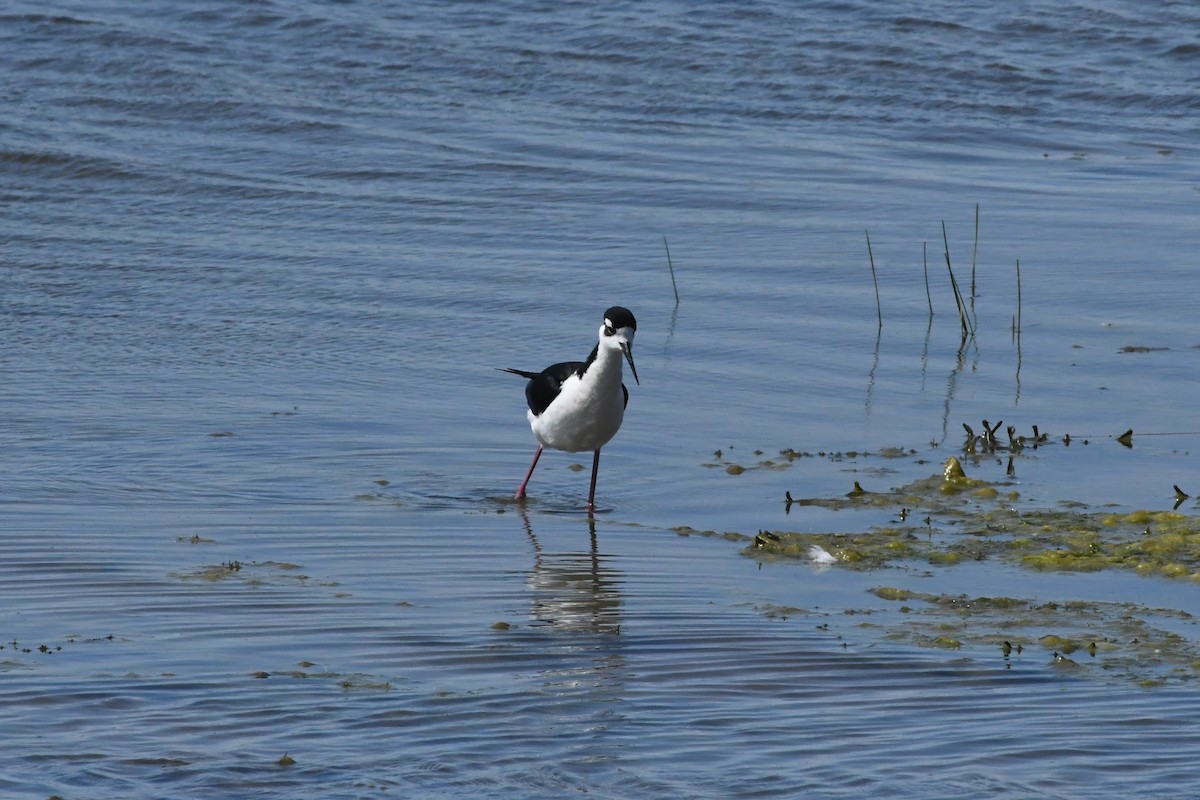 Black-necked Stilt - ML620563937