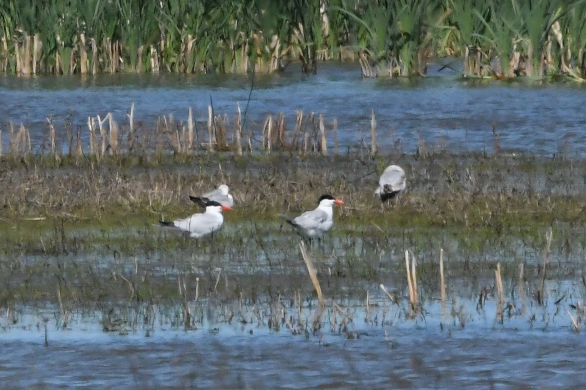 Caspian Tern - ML620563938