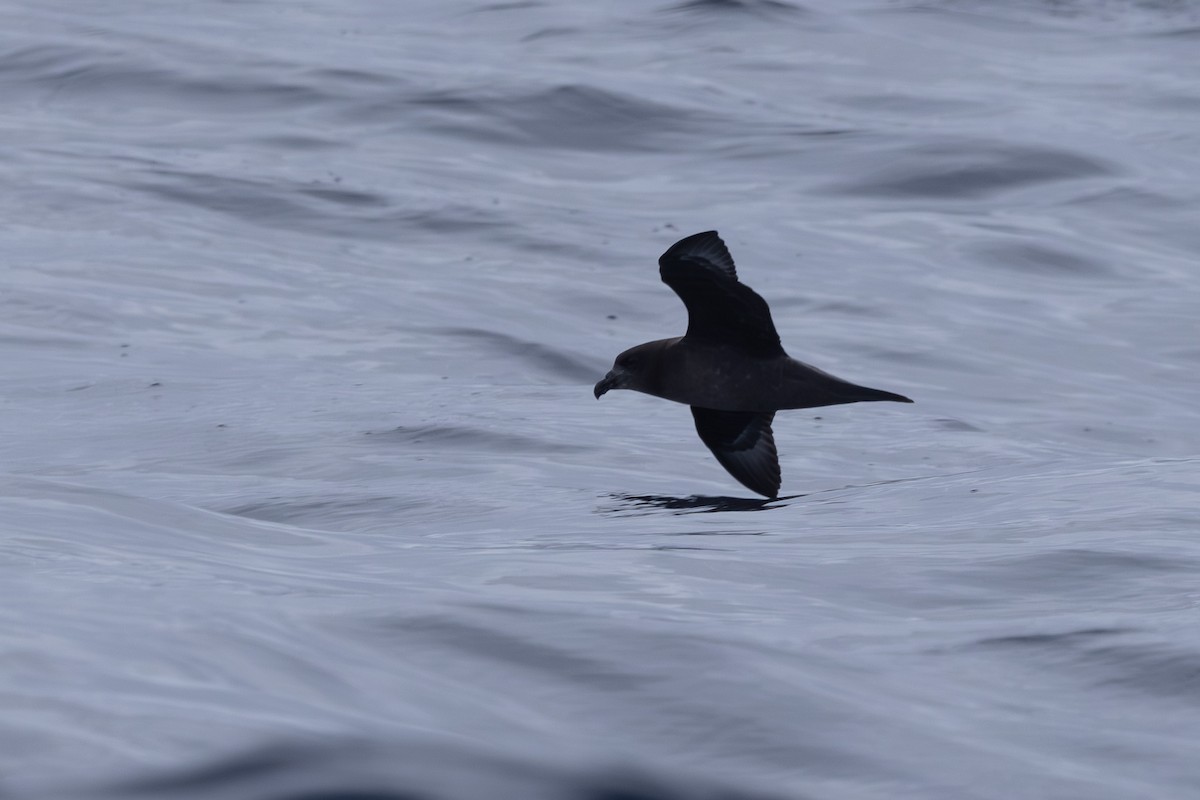 Petrel de Solander - ML620563939