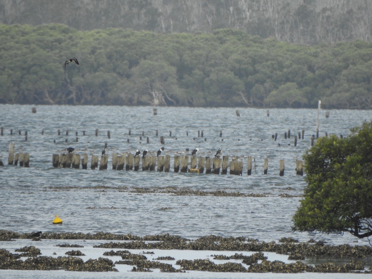 Pied Oystercatcher - DS Ridley