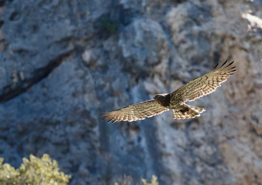 Short-toed Snake-Eagle - ML620563943