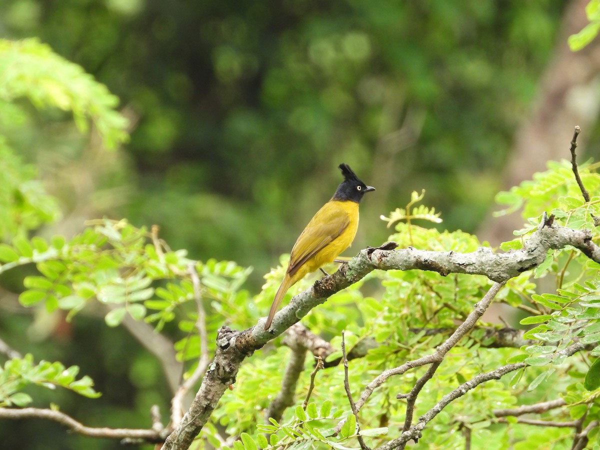 Bulbul à huppe noire - ML620563944