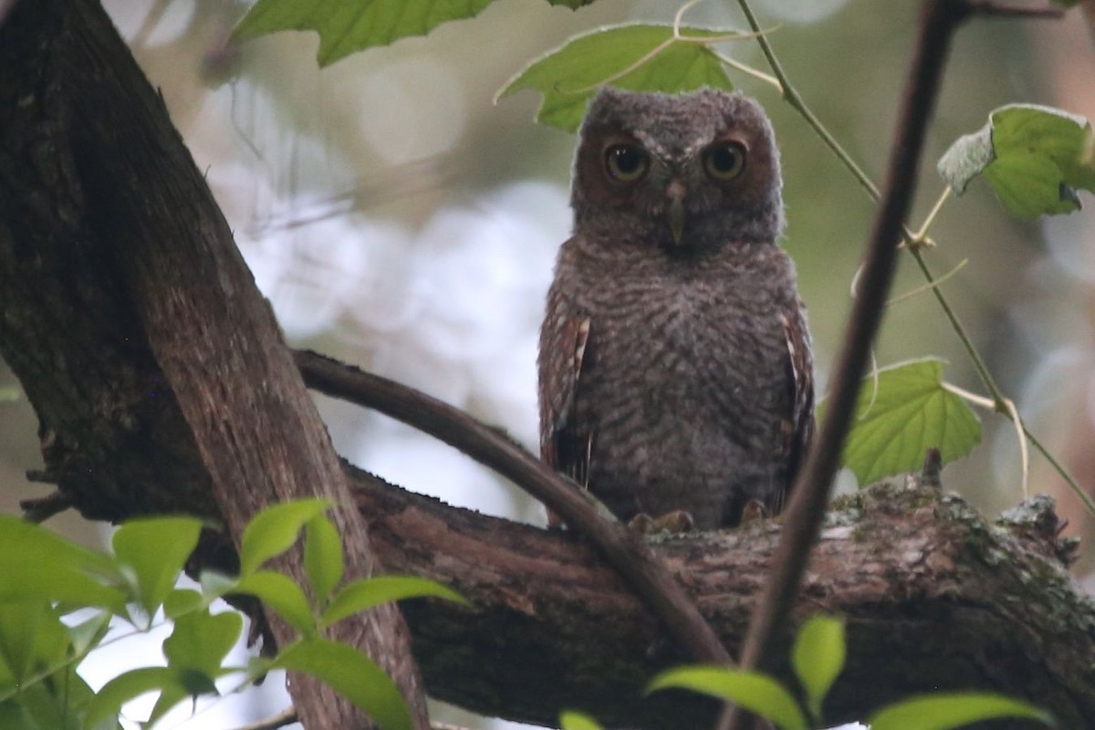 Eastern Screech-Owl - ML620563955