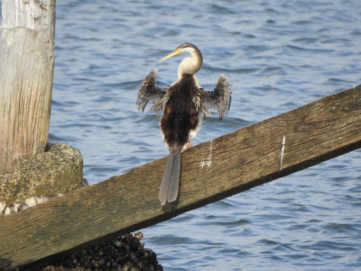 Anhinga Australiana - ML620563958