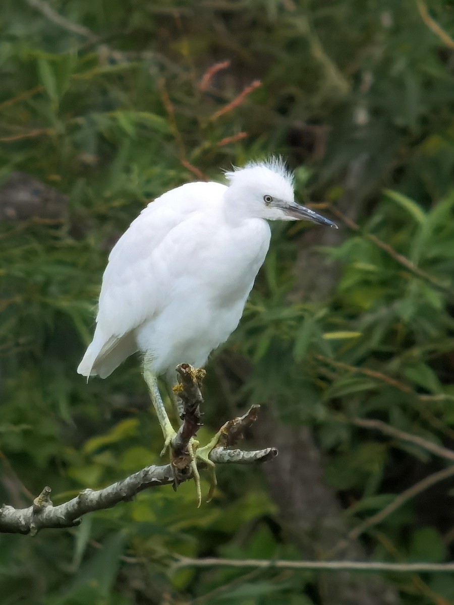 小白鷺 - ML620563971